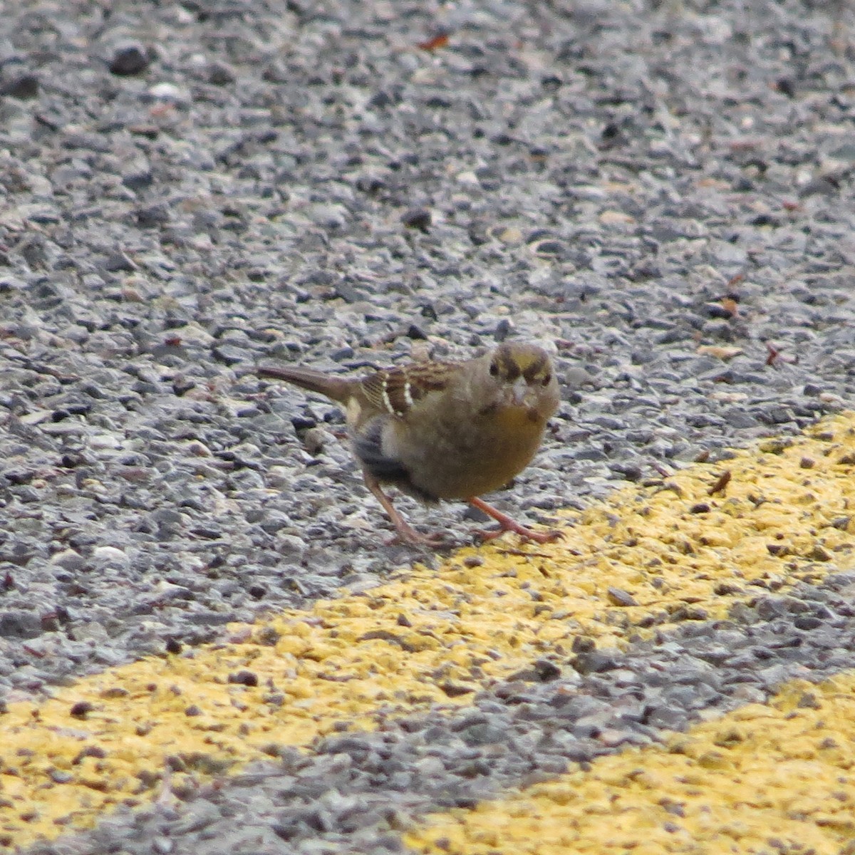 Golden-crowned Sparrow - ML282877551