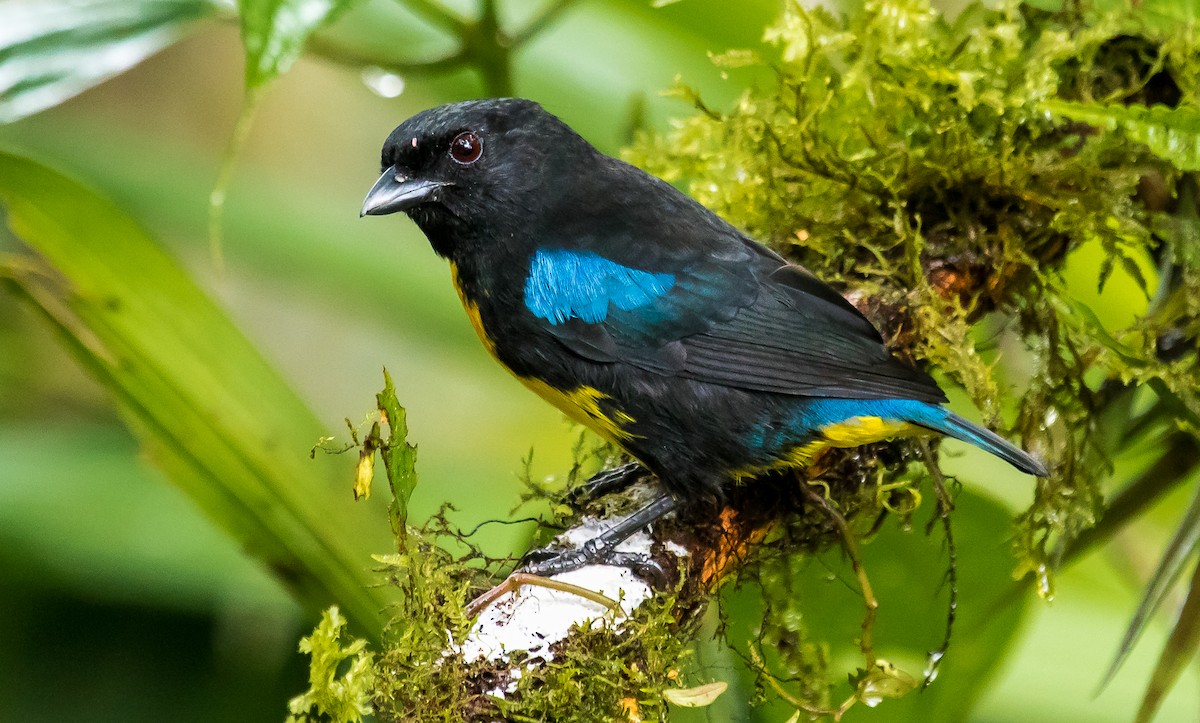Black-and-gold Tanager - ML282877981