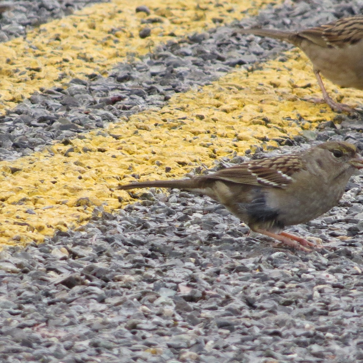 Golden-crowned Sparrow - ML282878731