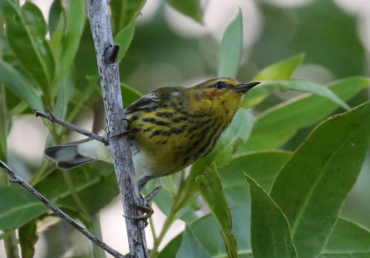 Cape May Warbler - ML282878771