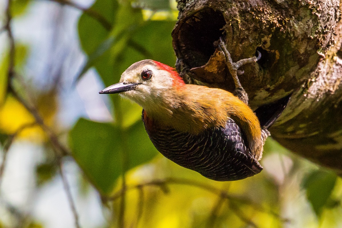 Jamaican Woodpecker - ML282879011