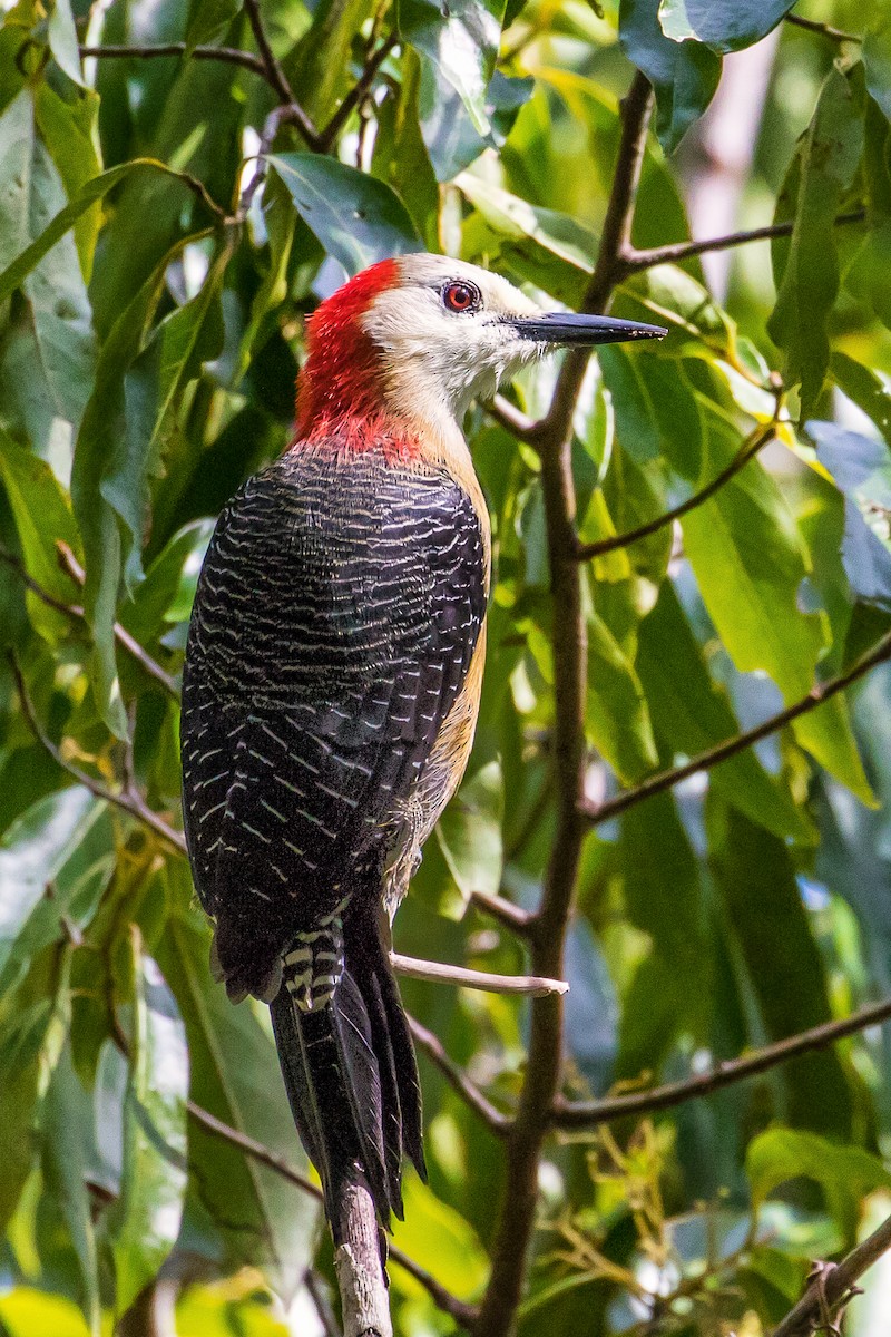 Jamaican Woodpecker - ML282879121