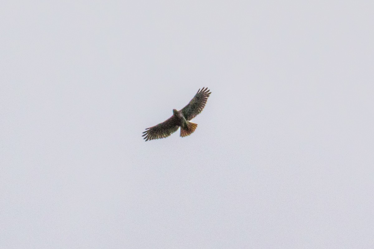 Red-tailed Hawk - graichen & recer