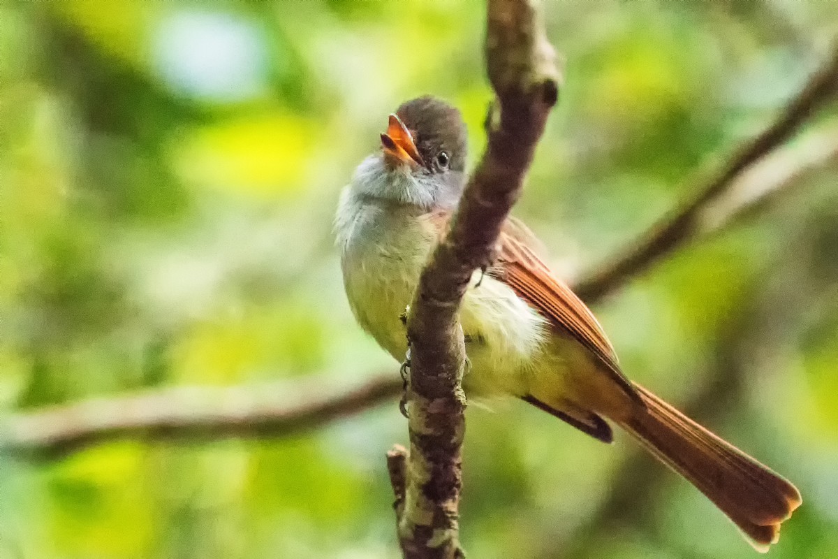 Rufous-tailed Flycatcher - ML282880391