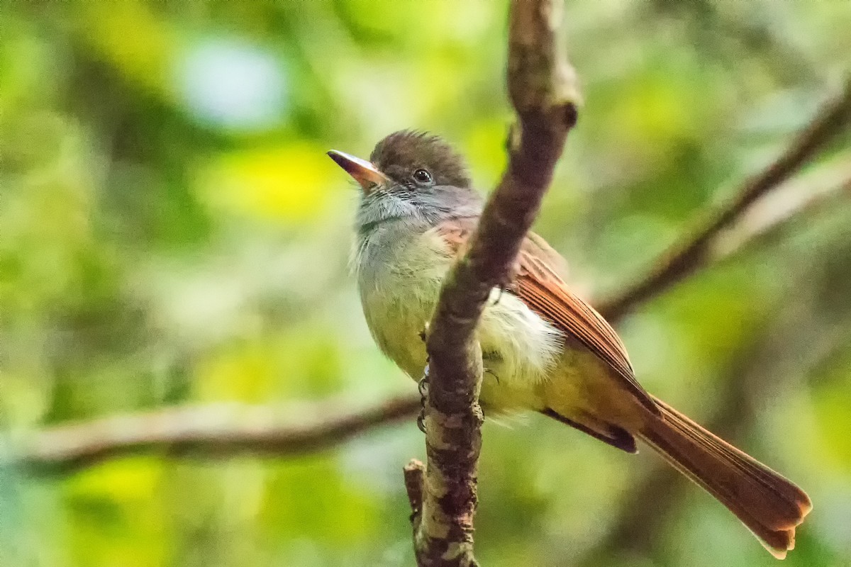 Rufous-tailed Flycatcher - ML282880421
