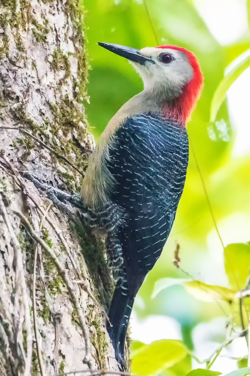 Jamaican Woodpecker - ML282880841
