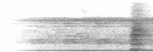 Bornean Ground-Cuckoo - ML282888