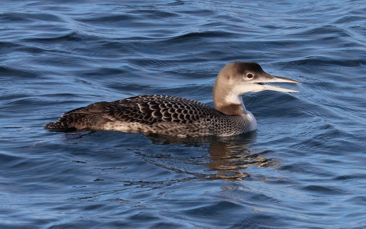 Common Loon - Charlotte Byers