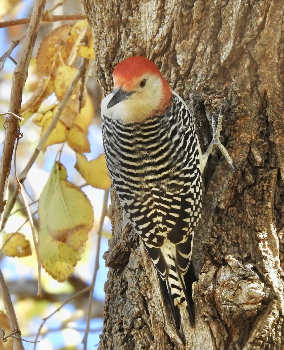 Red-bellied Woodpecker - ML282898121