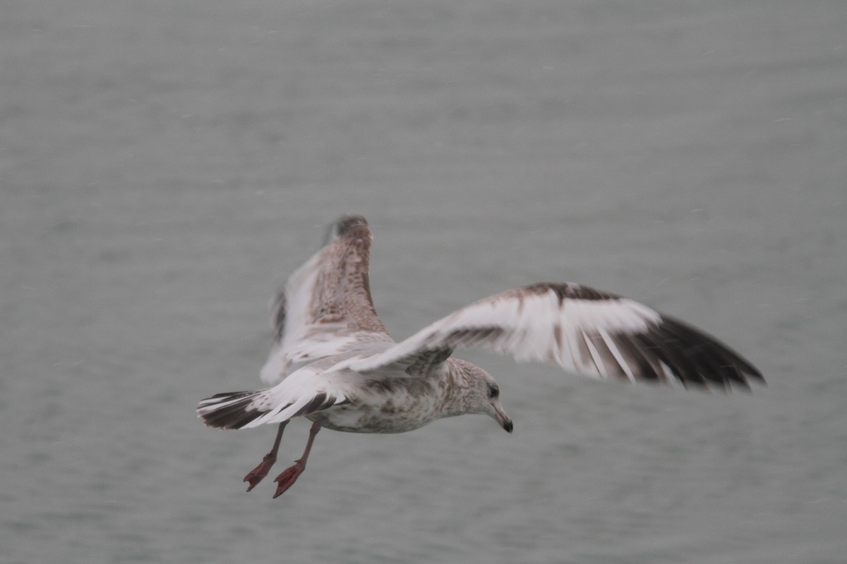 Herring Gull (American) - ML282901601