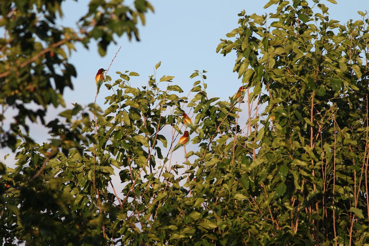 European Bee-eater - ML28290201