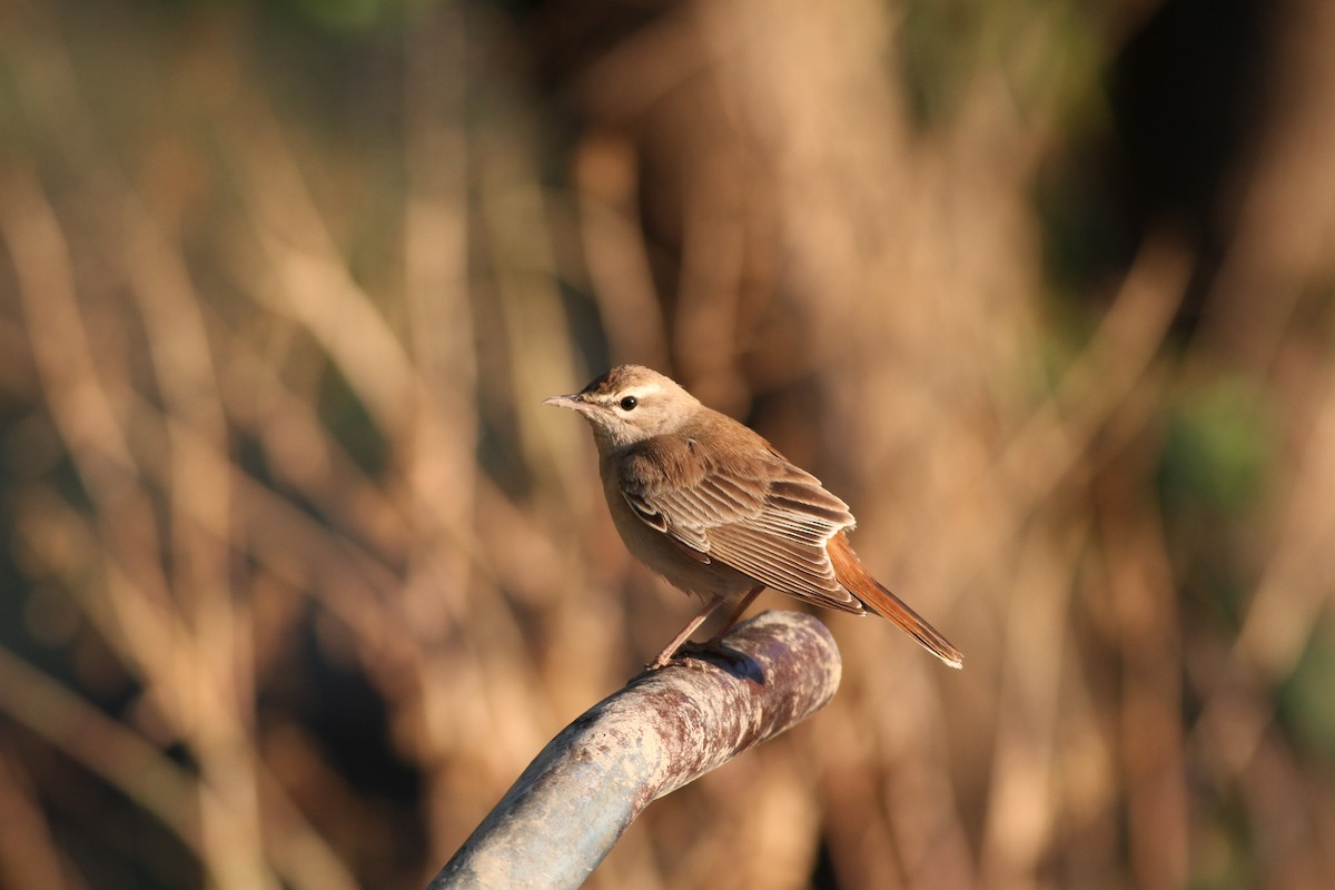 Rufous-tailed Scrub-Robin (Rufous-tailed) - ML28290321