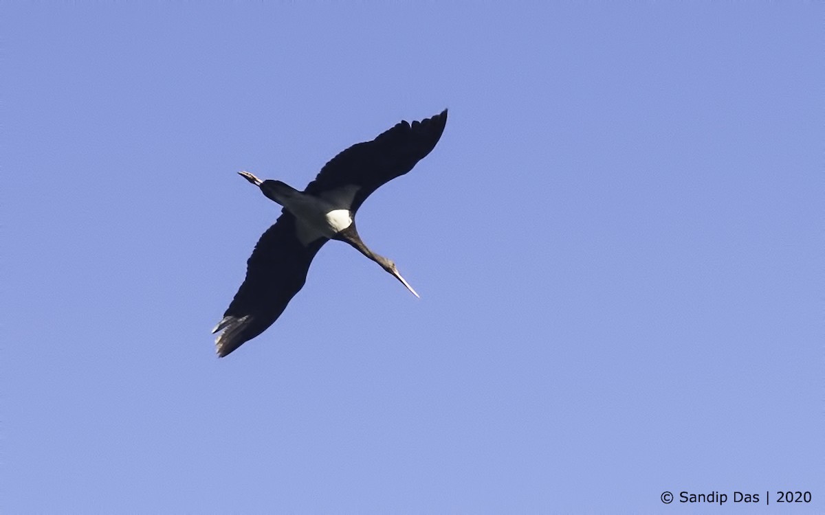 Black Stork - Sandip Das