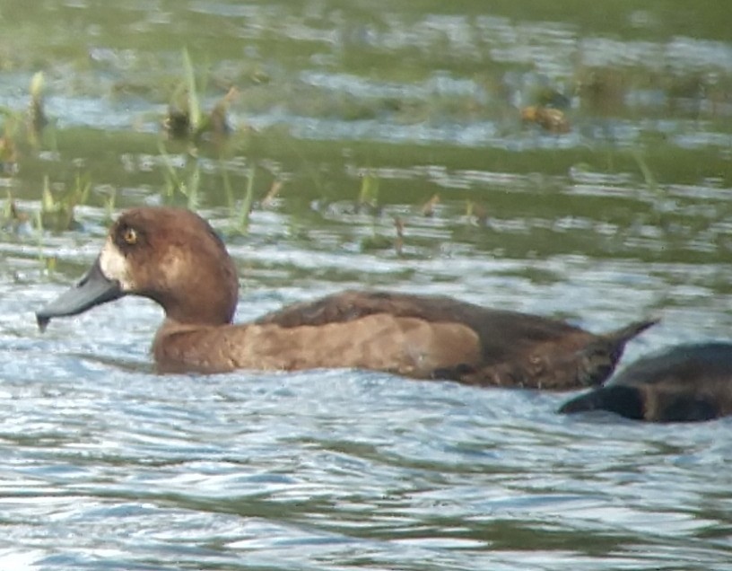 Greater Scaup - ML282912421