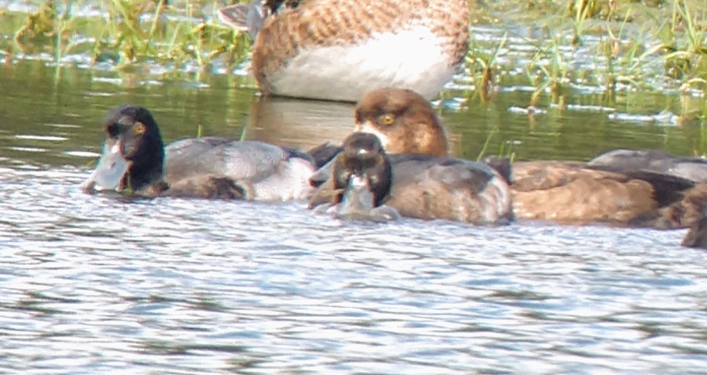 Greater Scaup - ML282912451