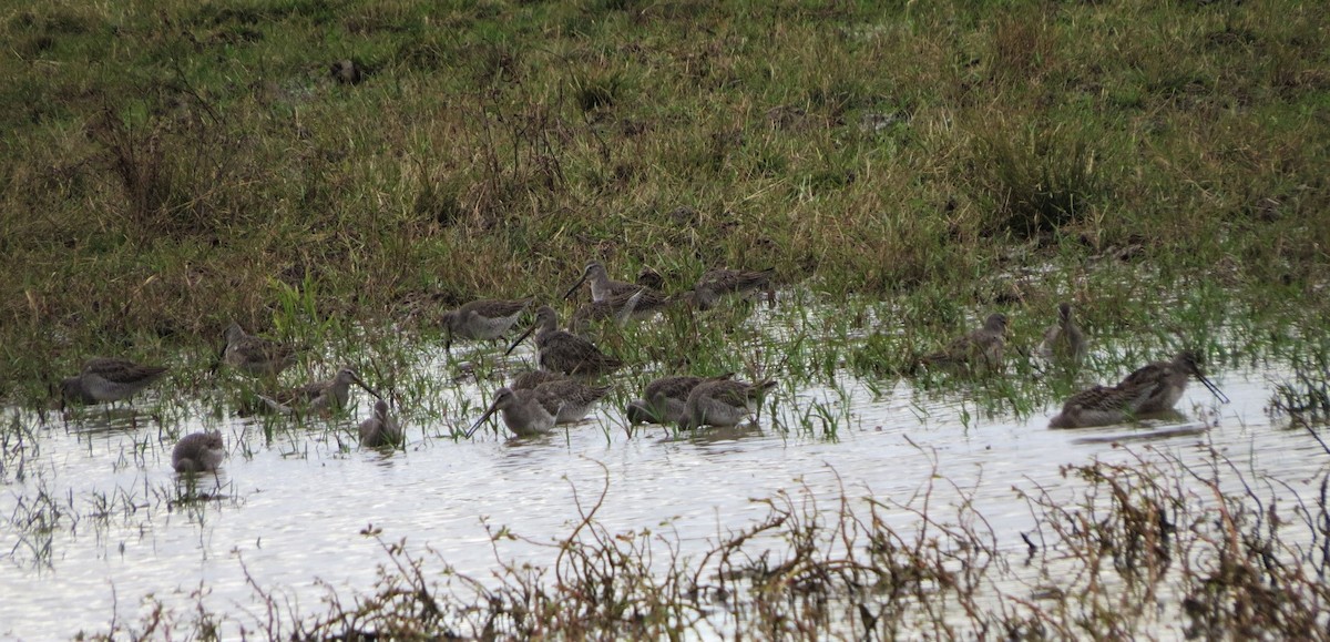 Long-billed Dowitcher - ML282916121