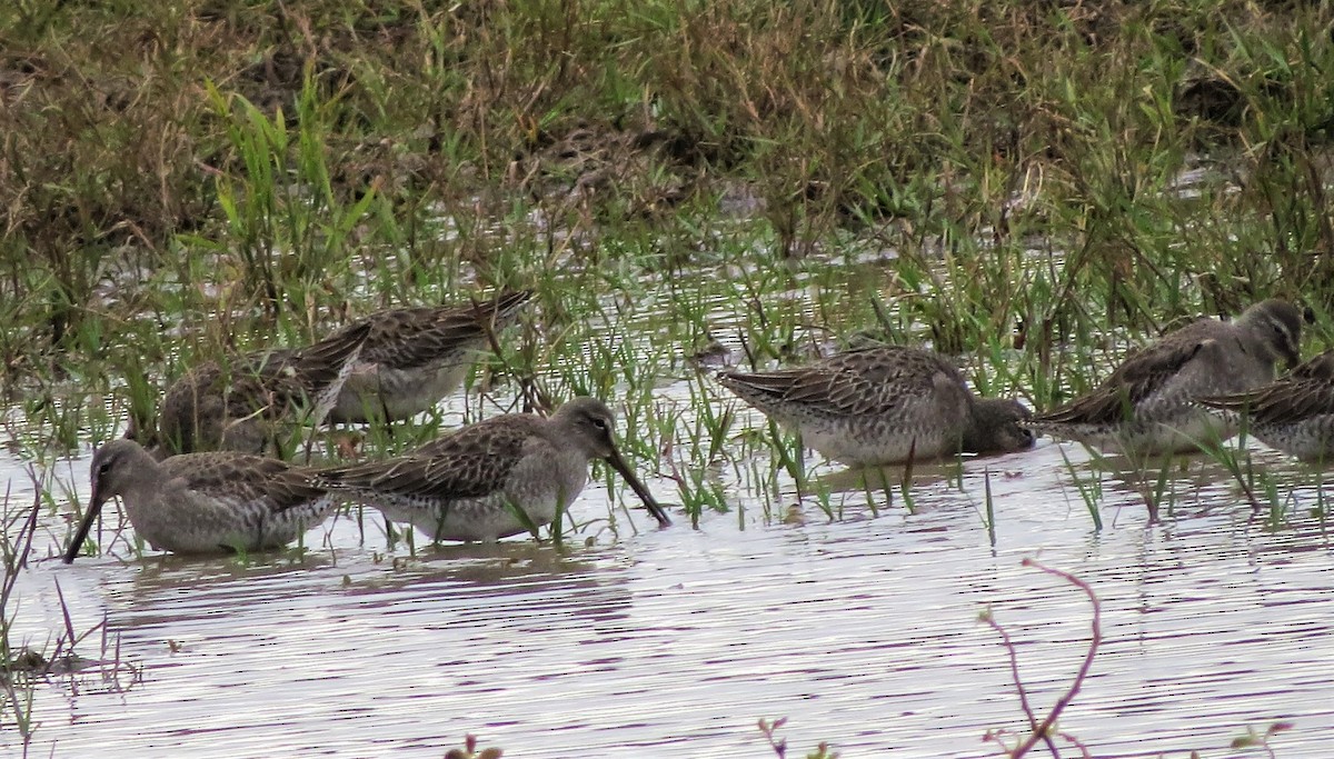 Long-billed Dowitcher - ML282916131