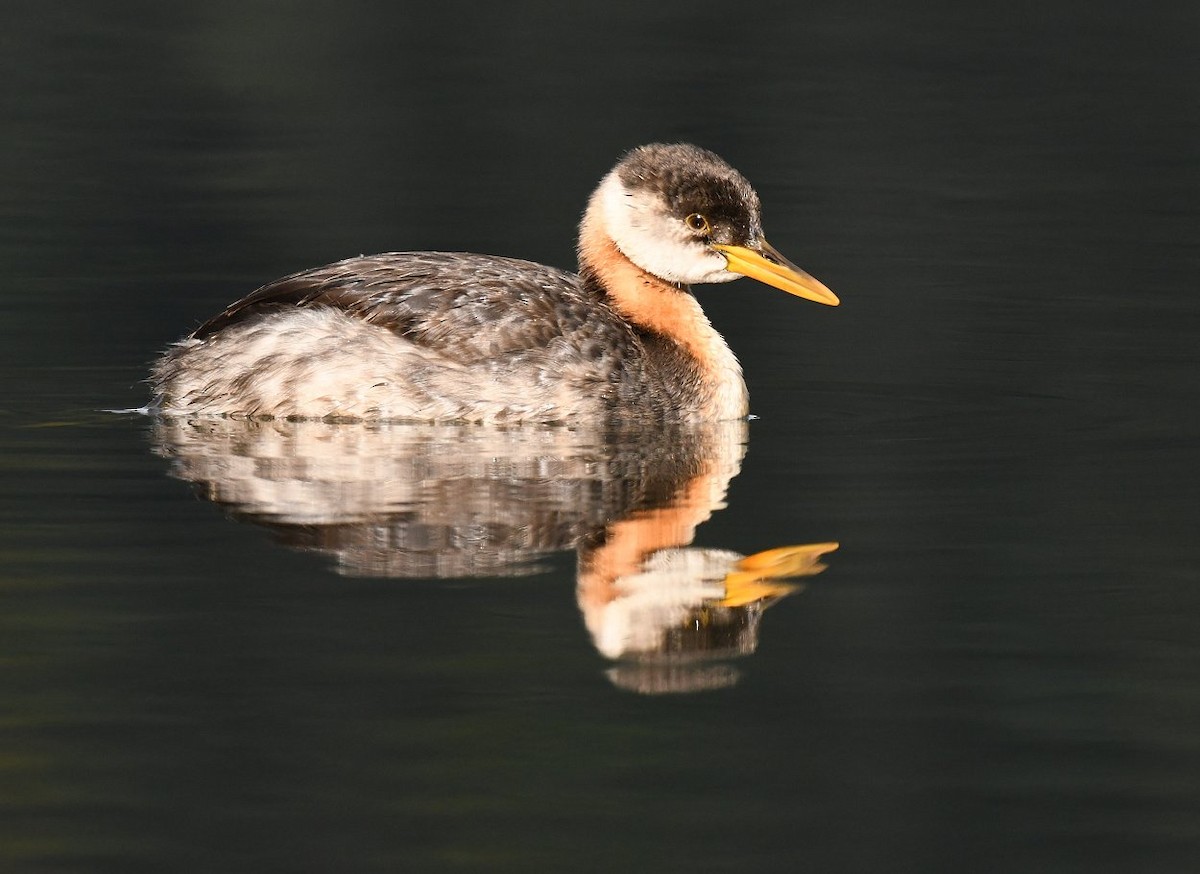 Red-necked Grebe - ML282917081