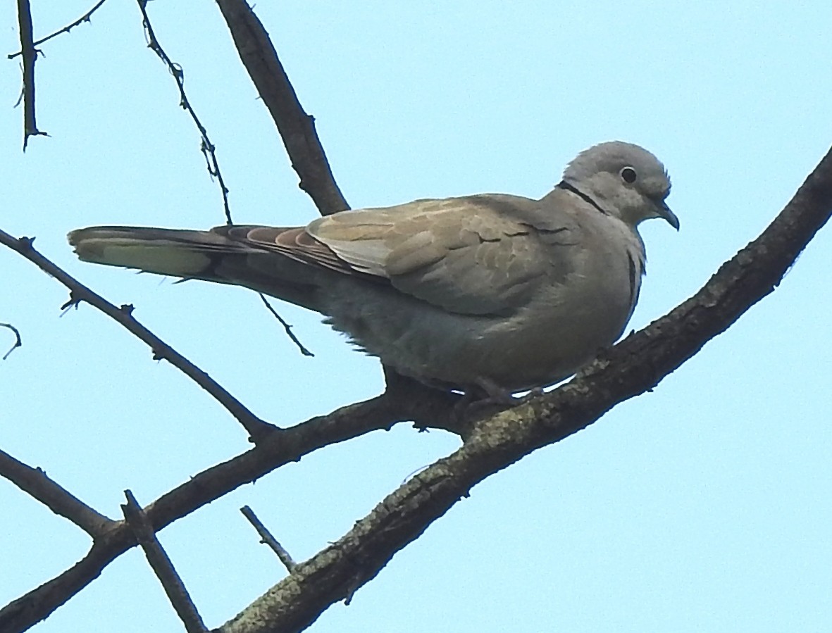Eurasian Collared-Dove - ML282918651