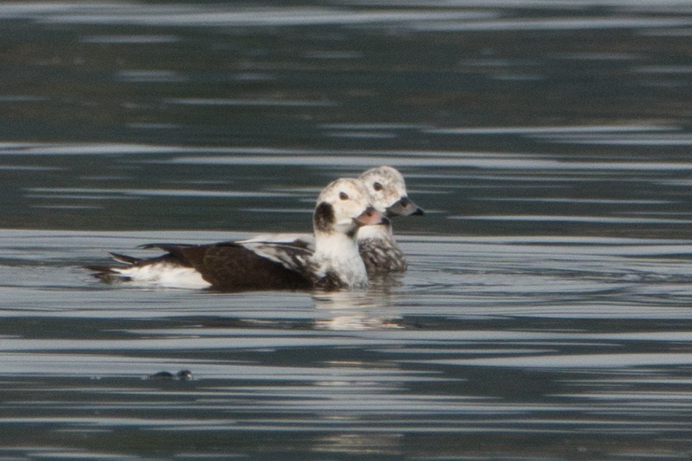 Long-tailed Duck - ML282922051