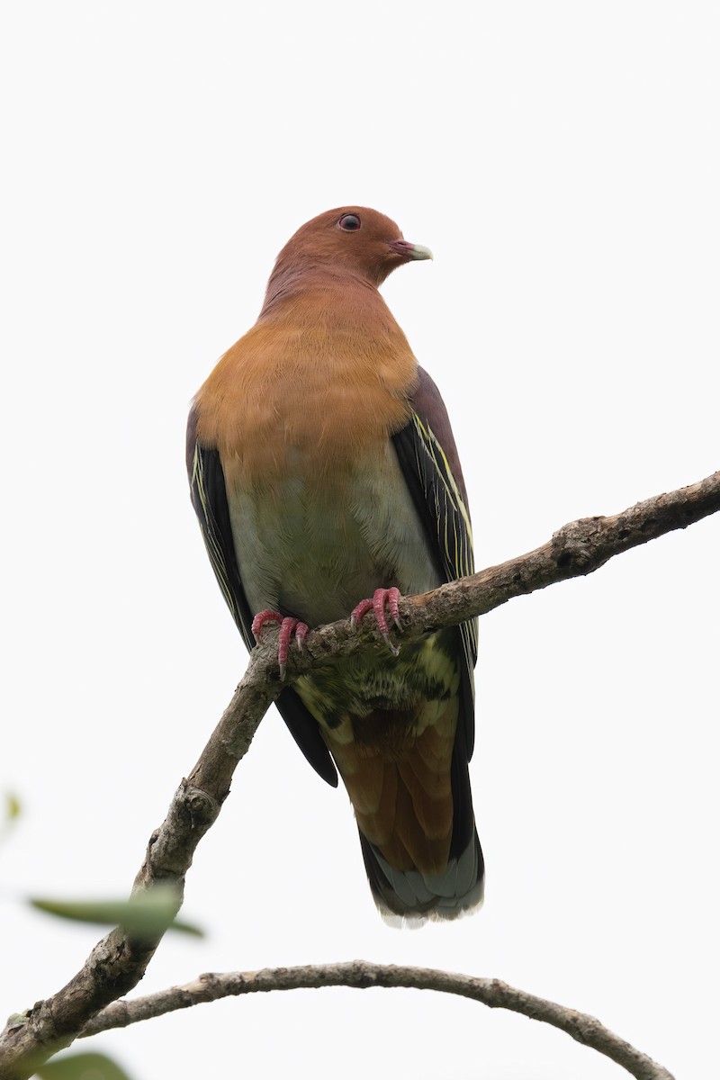 Cinnamon-headed Green-Pigeon - ML282930491