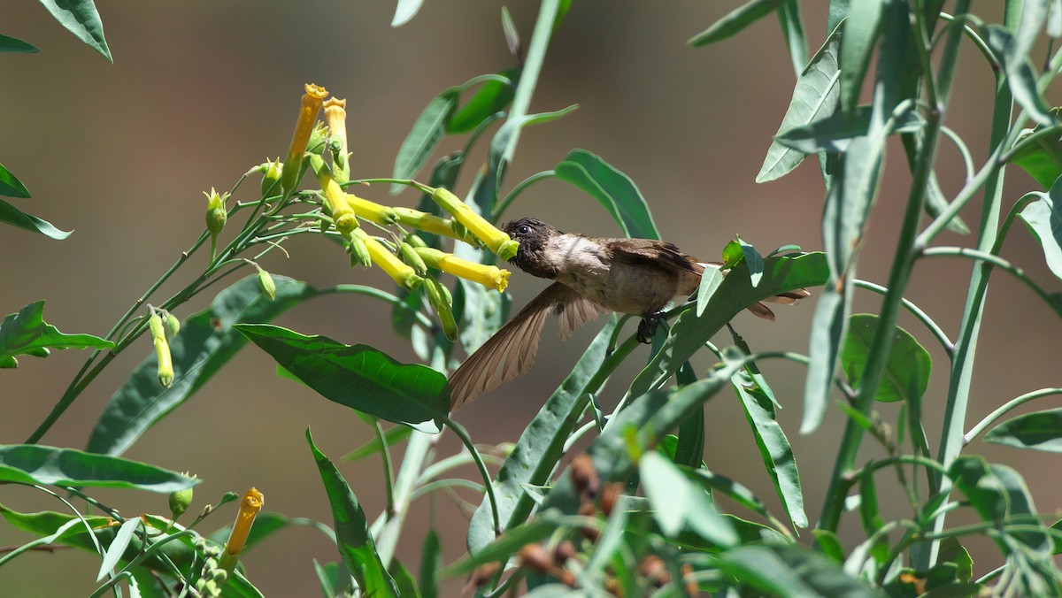 kolibřík výšinový - ML28293181