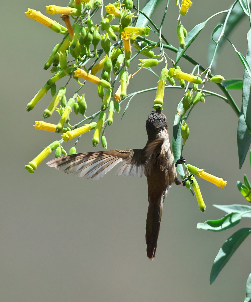 kolibřík výšinový - ML28293221