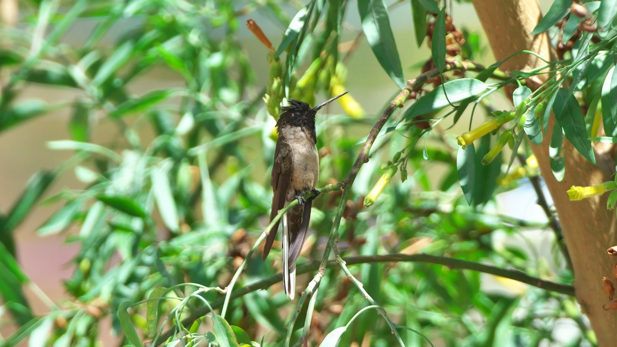 kolibřík výšinový - ML28293261