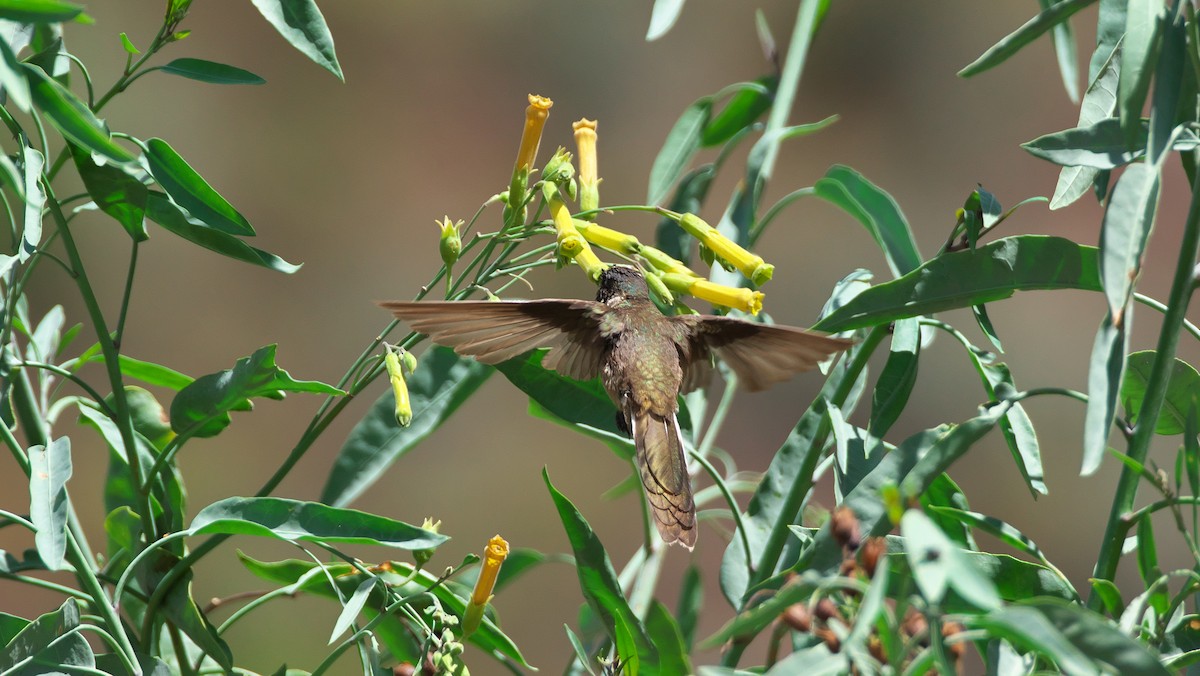 kolibřík výšinový - ML28293271