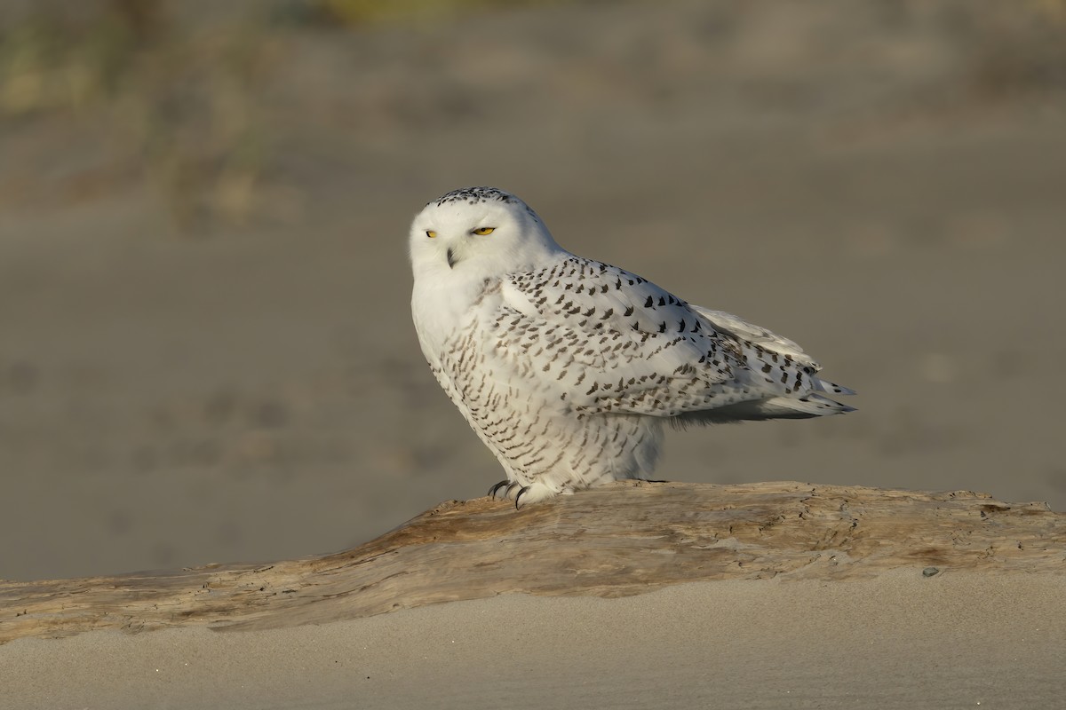 Snowy Owl - ML282939561