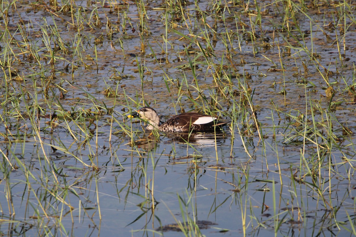 Indian Spot-billed Duck - ML282942601
