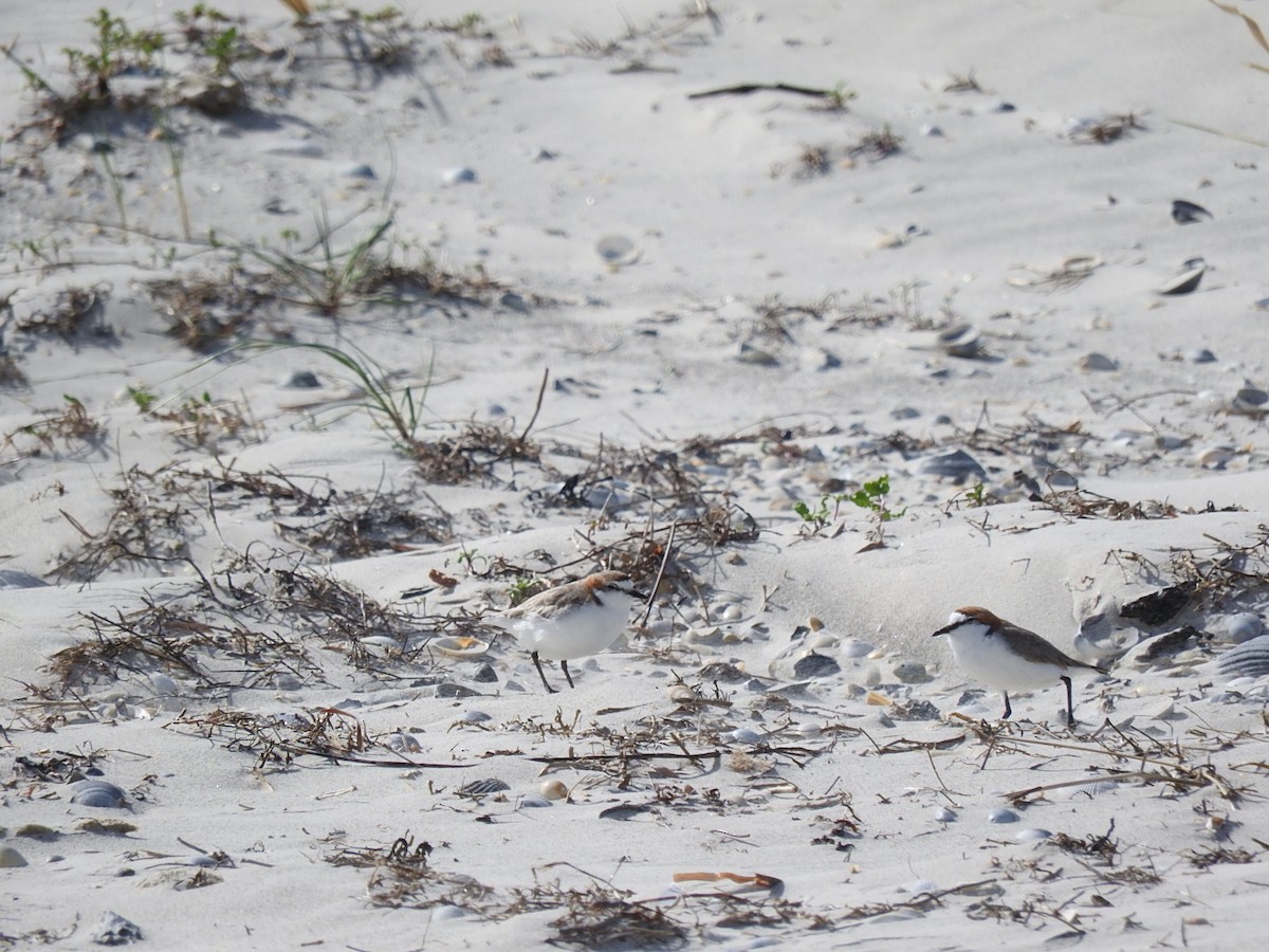 Red-capped Plover - ML282943311