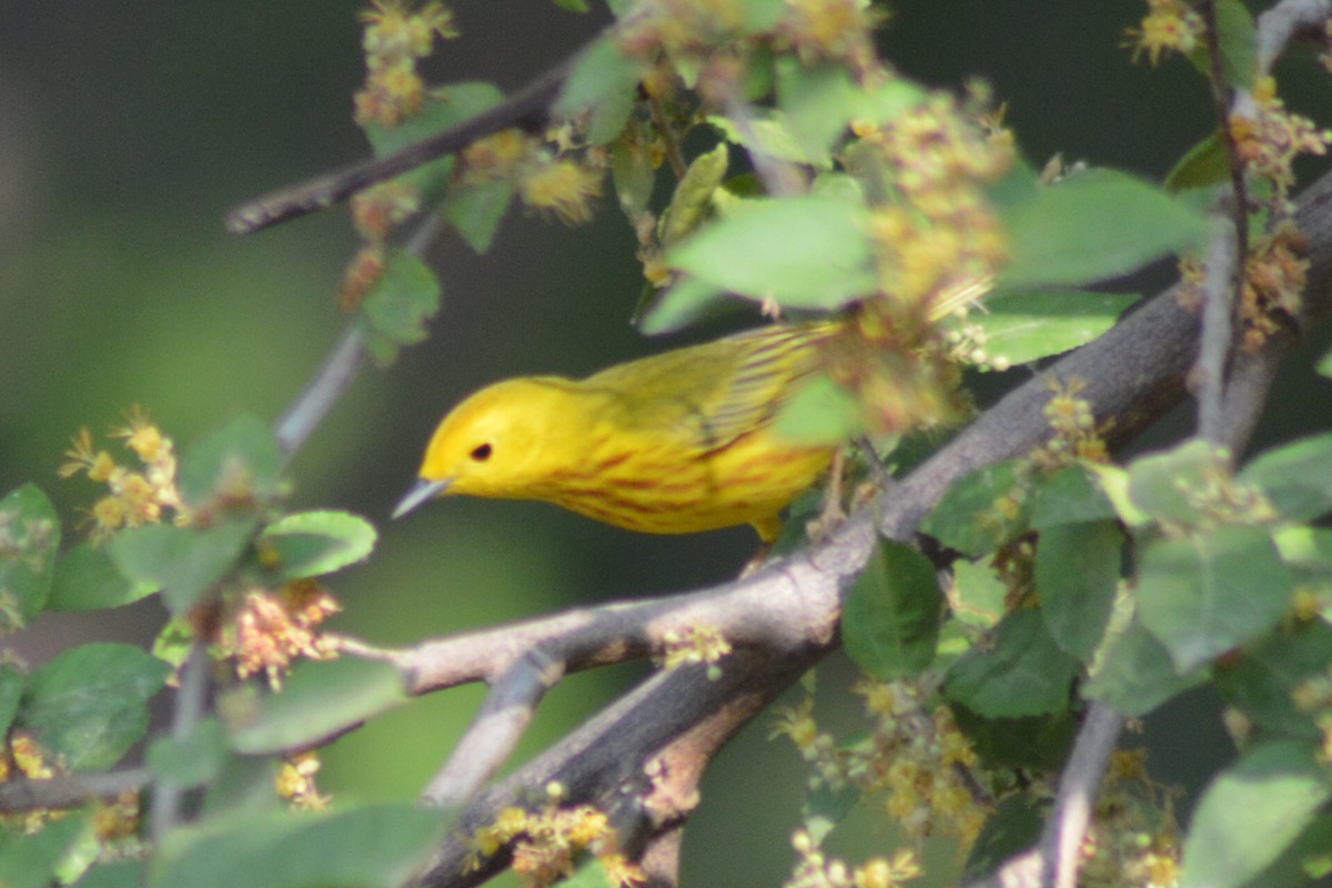 Yellow Warbler - Carlos Mancera (Tuxtla Birding Club)