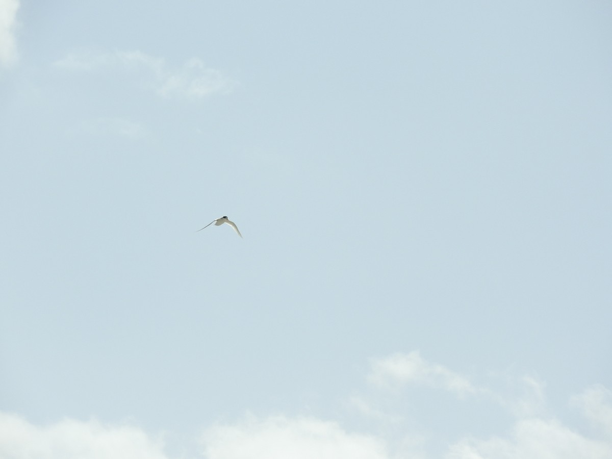 Australian Fairy Tern - ML282945311