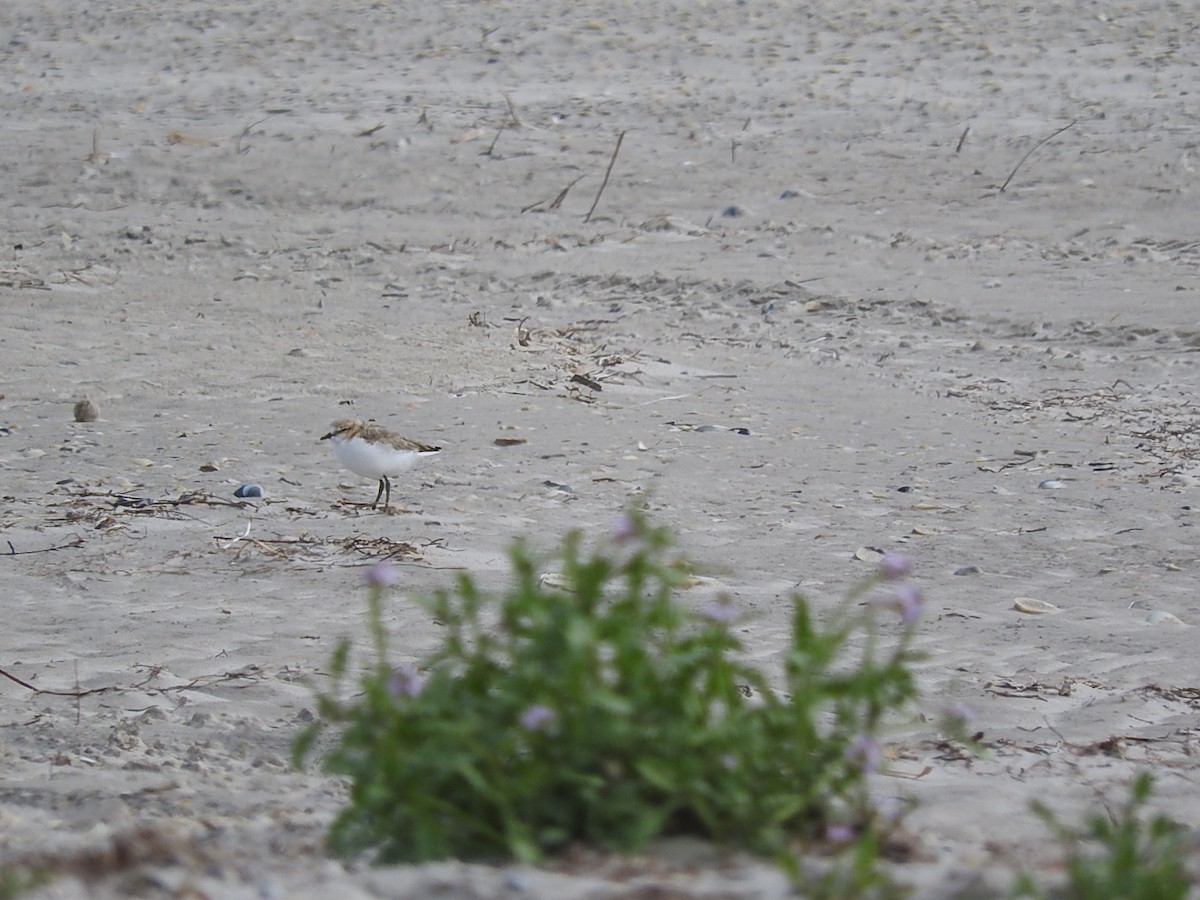 Red-capped Plover - ML282946331