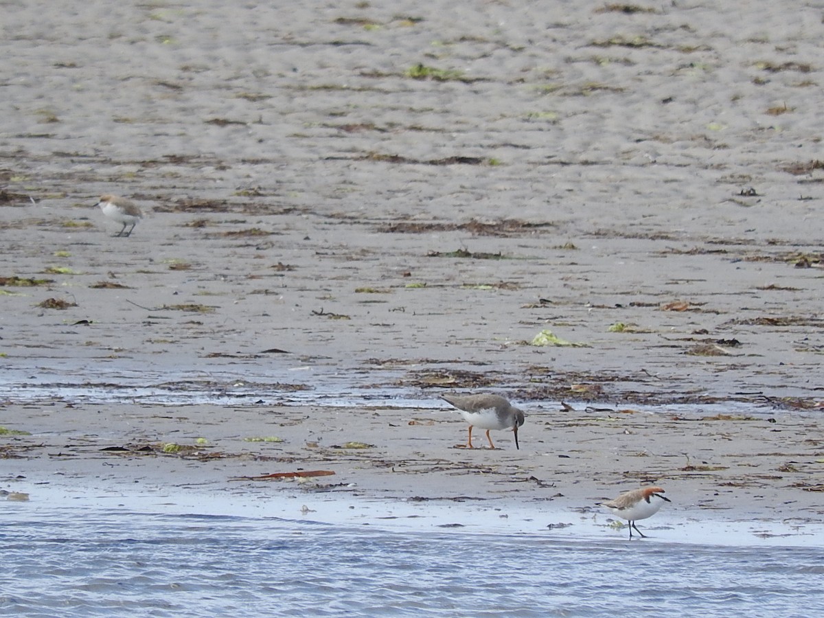 Red-capped Plover - ML282947191