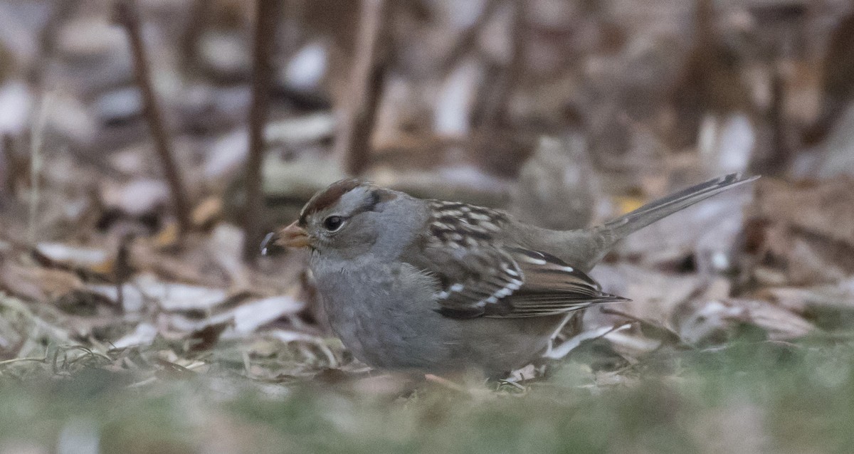 White-crowned Sparrow (Gambel's) - ML282951901
