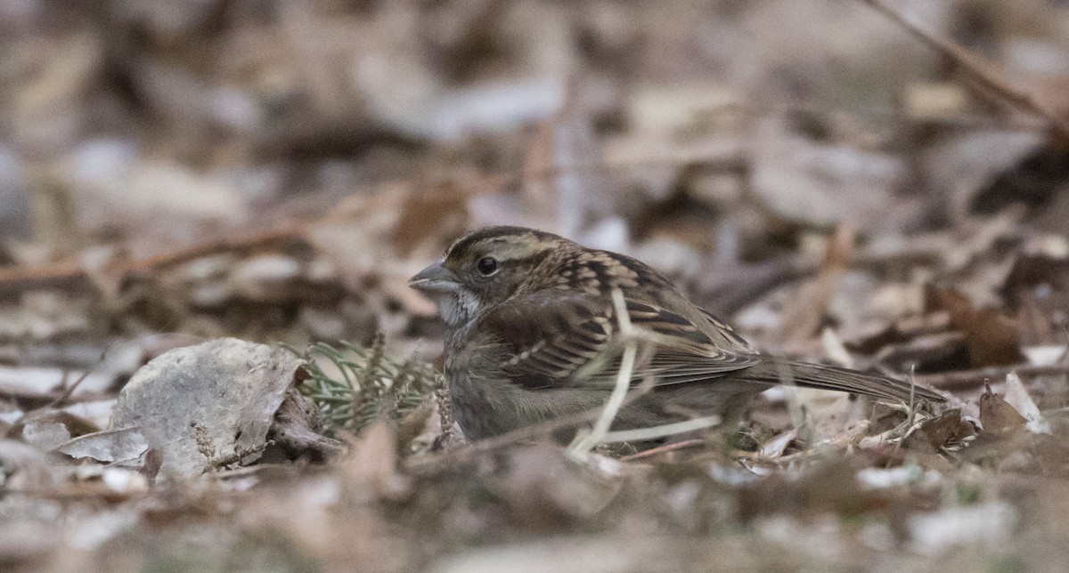 White-throated Sparrow - Caleb Putnam