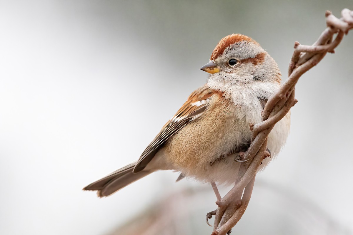 American Tree Sparrow - ML282956661