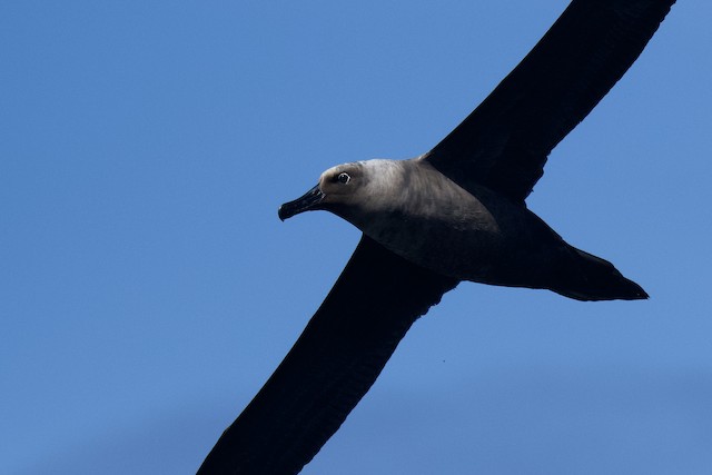 sooty albatross