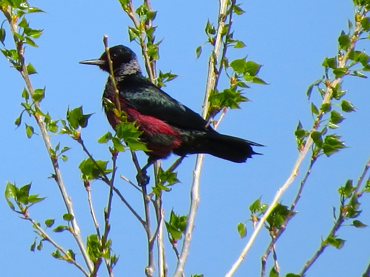 Lewis's Woodpecker - ML28296151