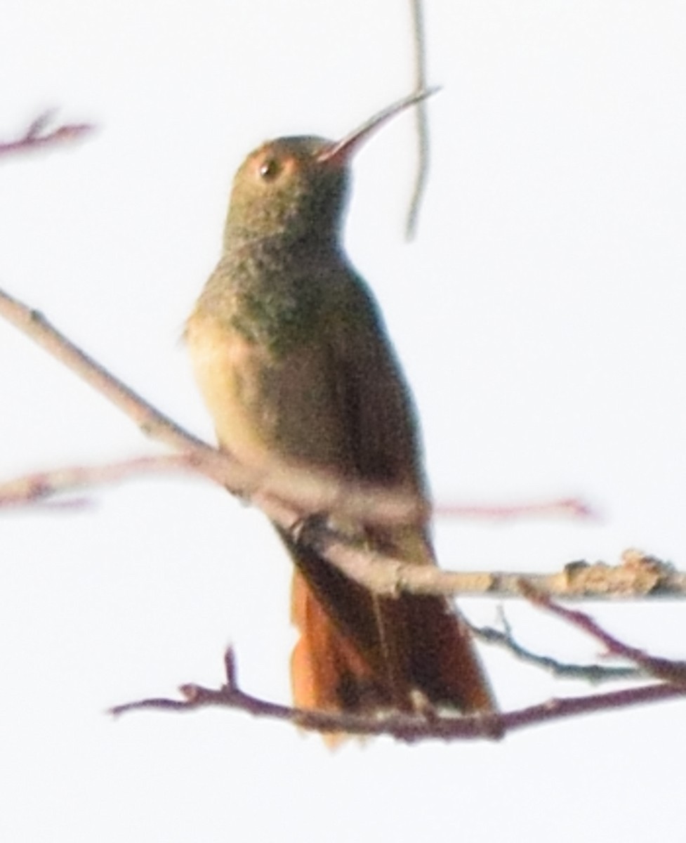 Buff-bellied Hummingbird - Paul Conover