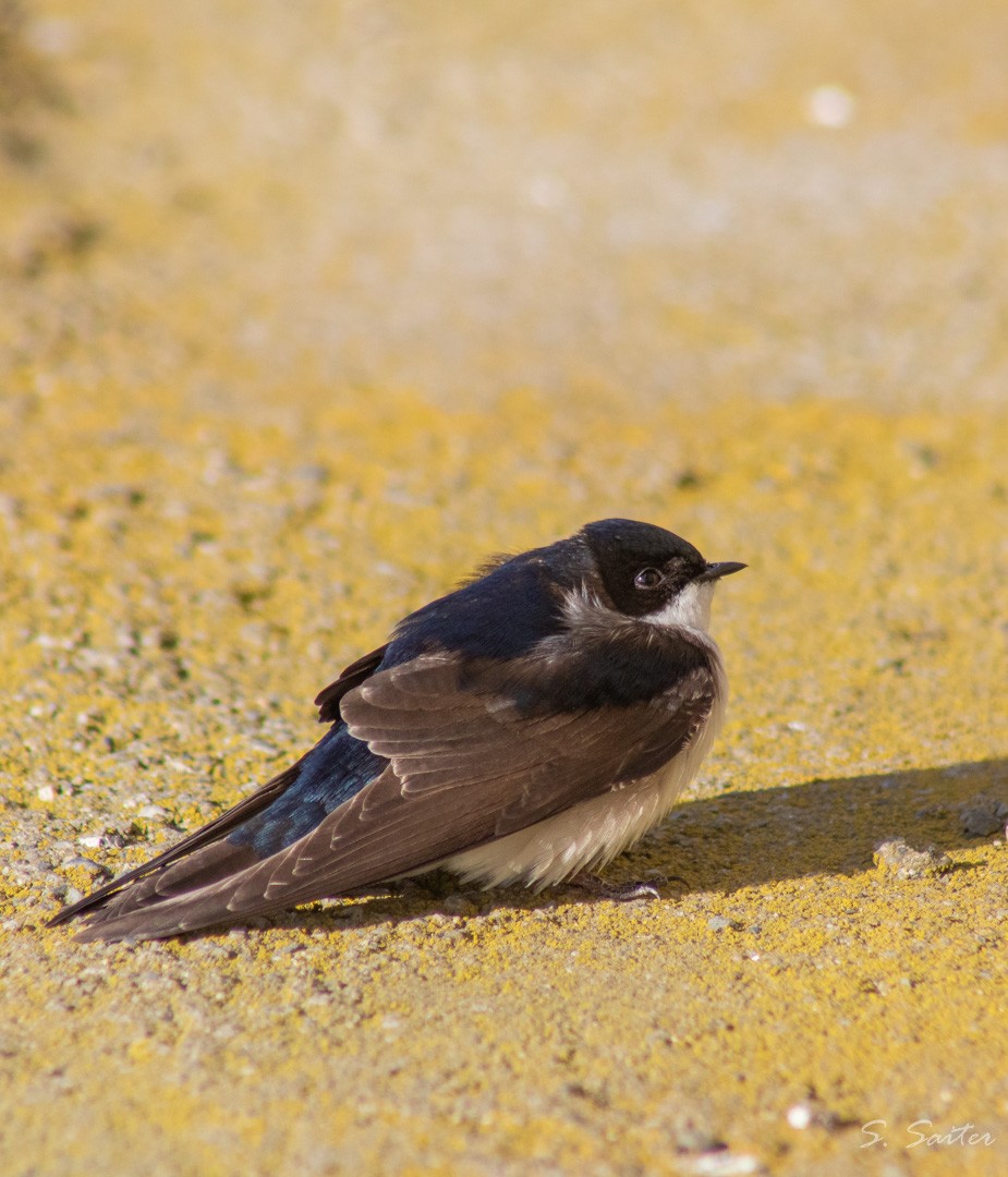 Blue-and-white Swallow (patagonica) - Sebastián Saiter Villagrán
