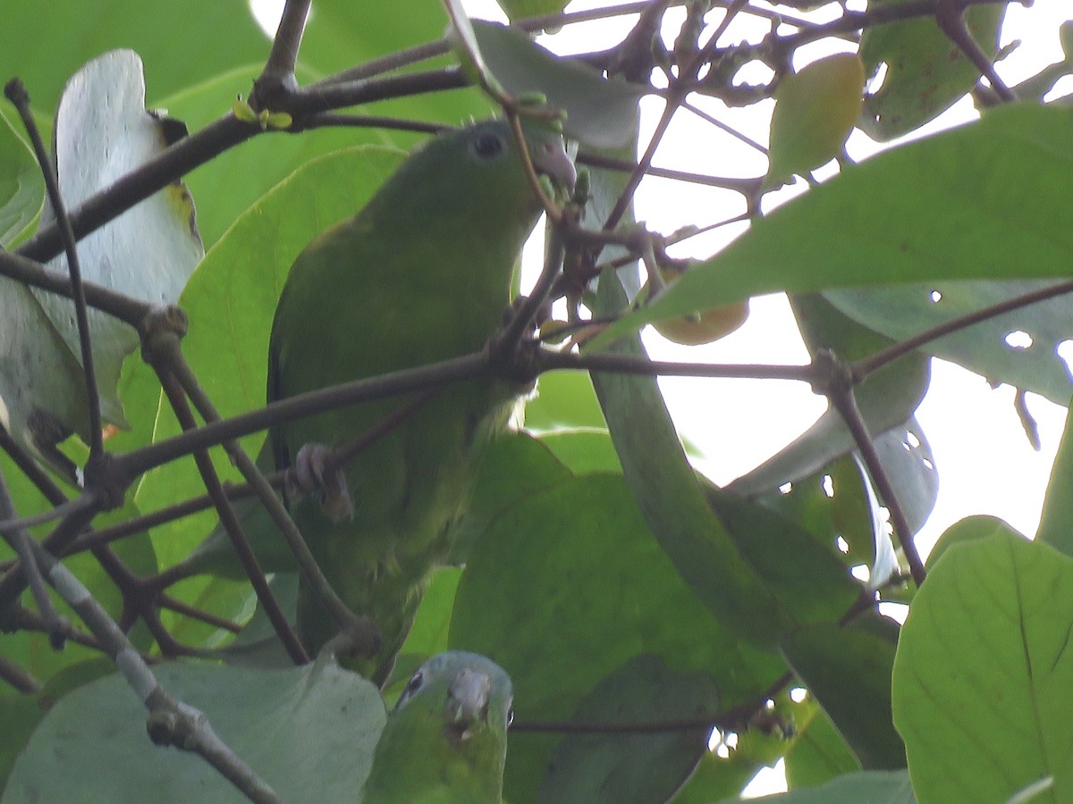 Amazonian Parrotlet - ML282967181