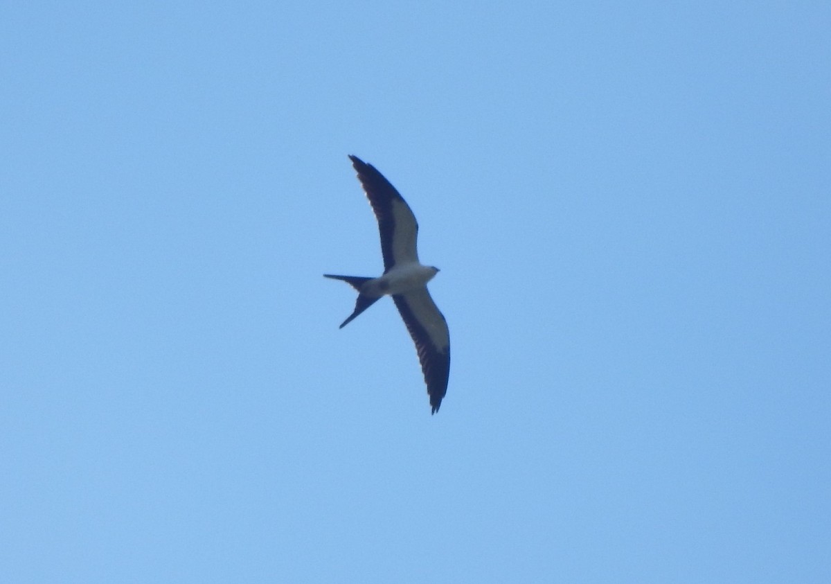 Swallow-tailed Kite - ML282969621