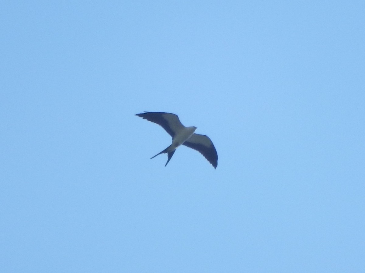Swallow-tailed Kite - ML282969641