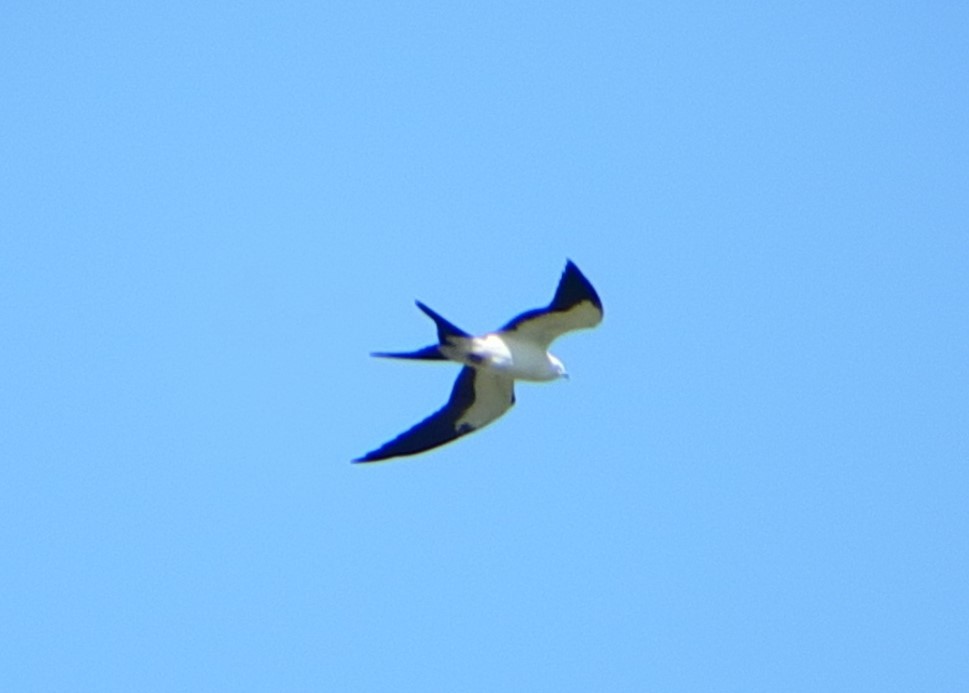Swallow-tailed Kite - ML282969671