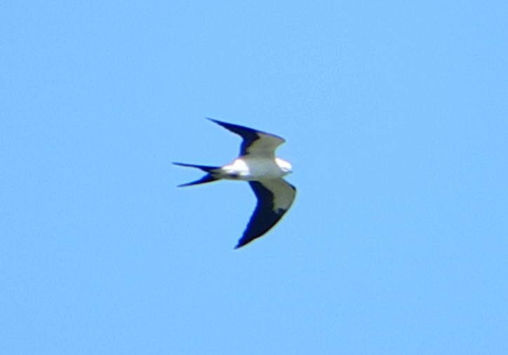 Swallow-tailed Kite - ML282969691