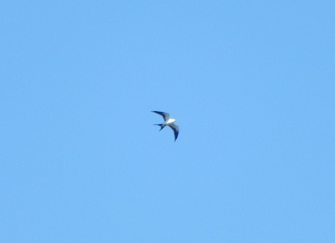 Swallow-tailed Kite - ML282969711