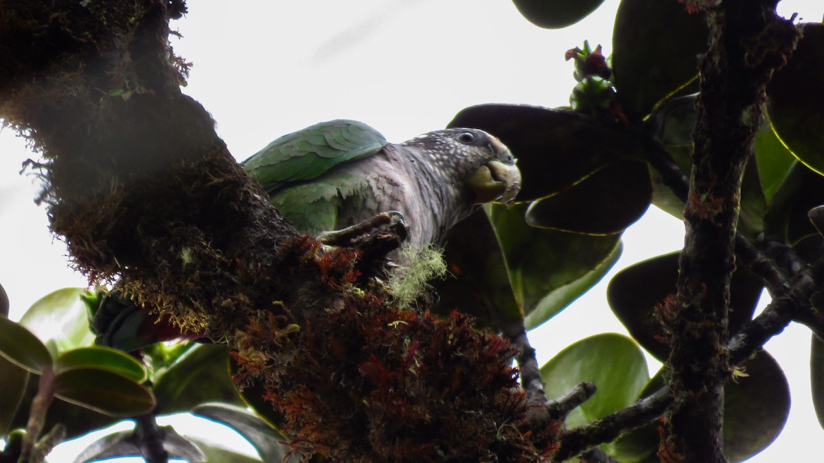 Speckle-faced Parrot - ML282971131